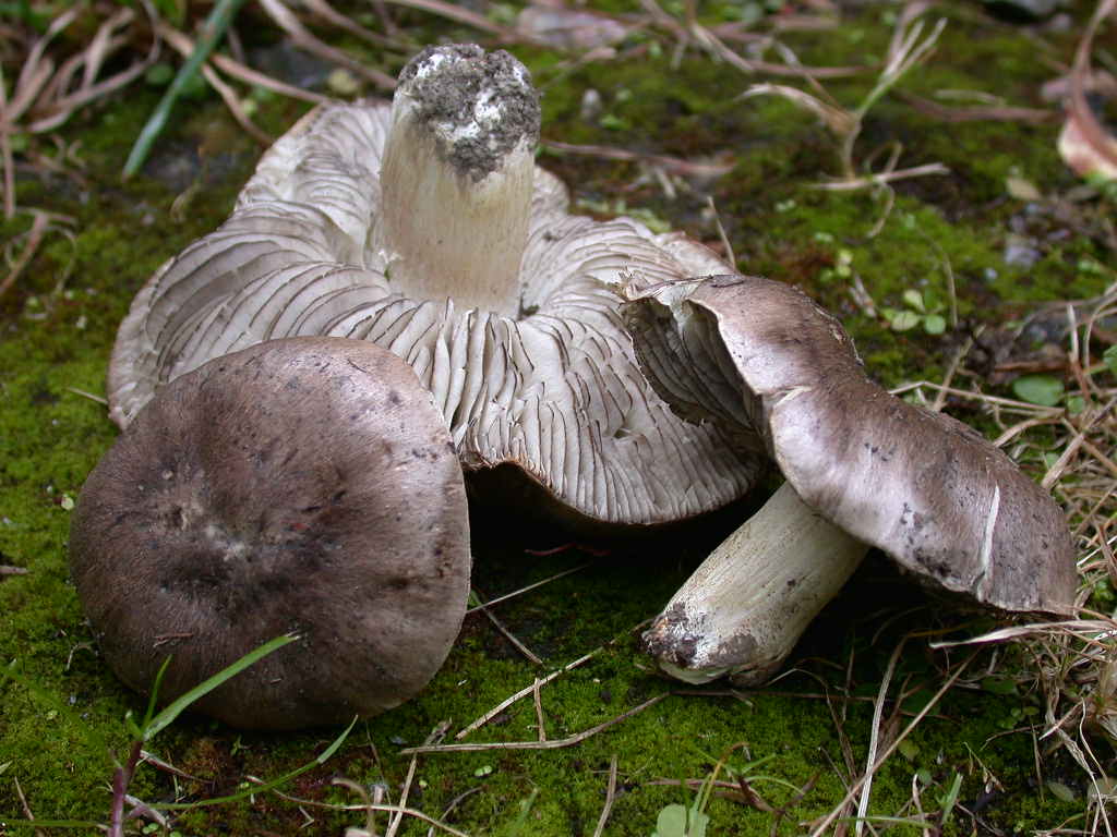Tricholoma ... sotto Fagus
